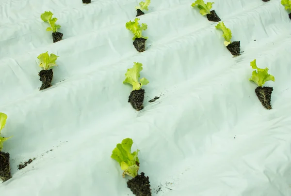 Small lettuce plants growing in hydroponic culture — Stock Photo, Image