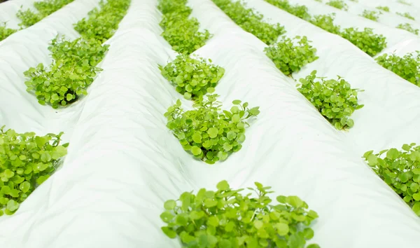 Hydroponic kültüründe büyüyen küçük su teresi bitkiler — Stok fotoğraf