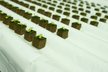 Bebek marul hydroponic kültür tesisleri