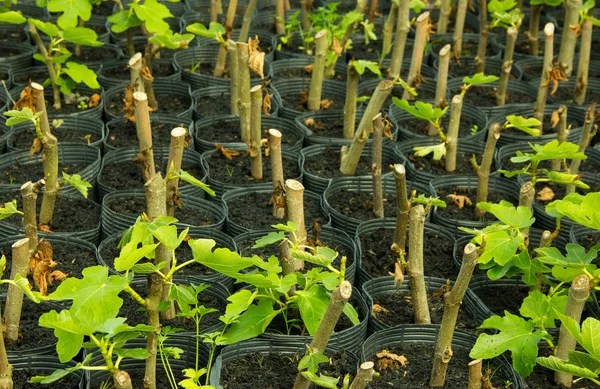 Fig Seedlings in Nursery Bags — Stock Photo, Image