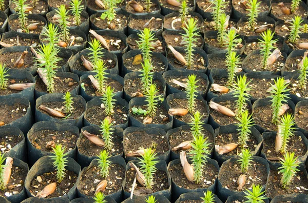 Copaci tineri Araucaria — Fotografie, imagine de stoc