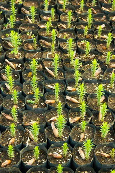 Árboles jóvenes de Araucaria — Foto de Stock