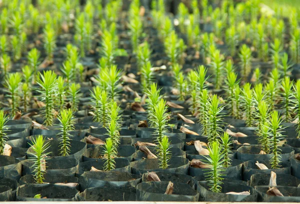 Araucaria mladé stromy — Stock fotografie