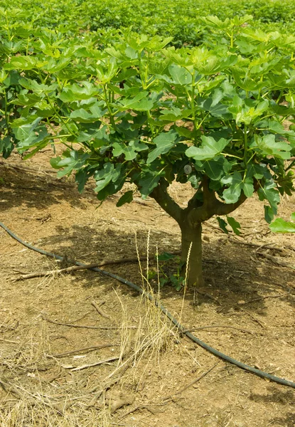 Plantation of Fig Trees — Stock Photo, Image