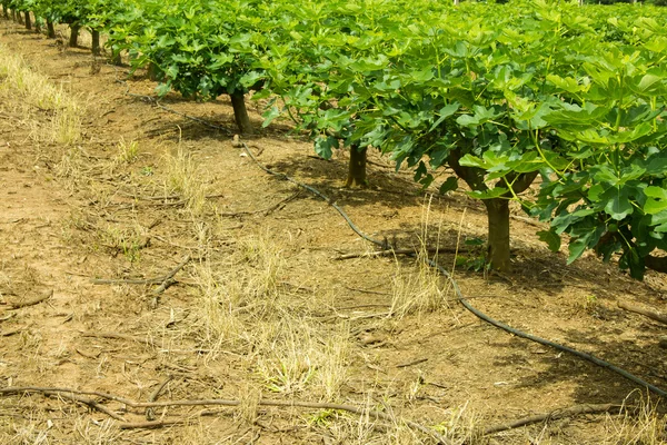 Plantation of Fig Trees — Stock Photo, Image