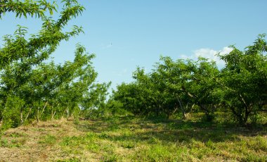 şeftali ağaçları