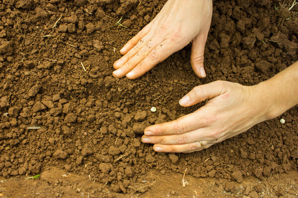 Covering Seeds