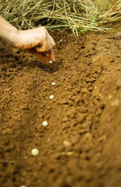 Planting Pea Seeds — Stock Photo, Image