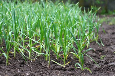 Healthy grass and soil