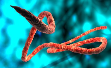 Ebola virüsü