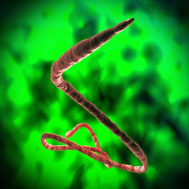 Ebola virüsü