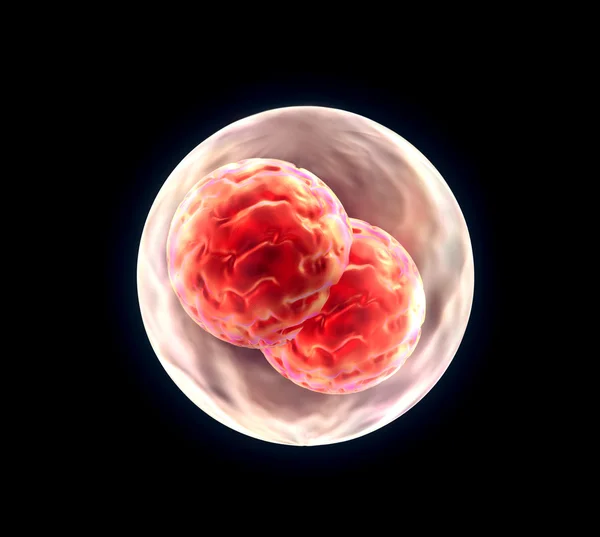 Embryo cleavage — Stock fotografie