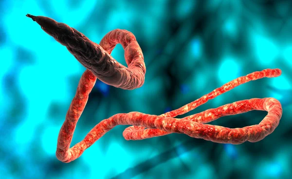 Ebola virus — Stock fotografie