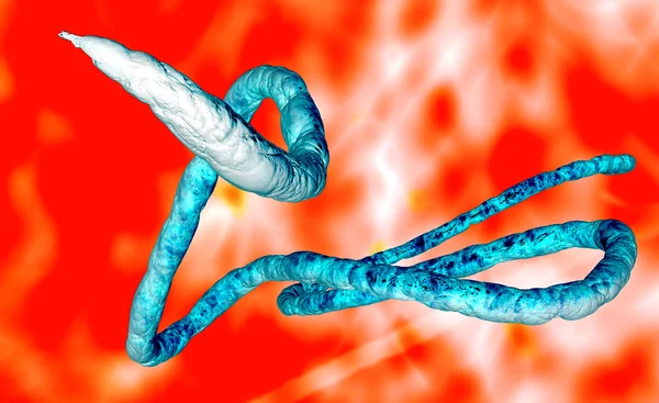 Ebola virüsü — Stok fotoğraf