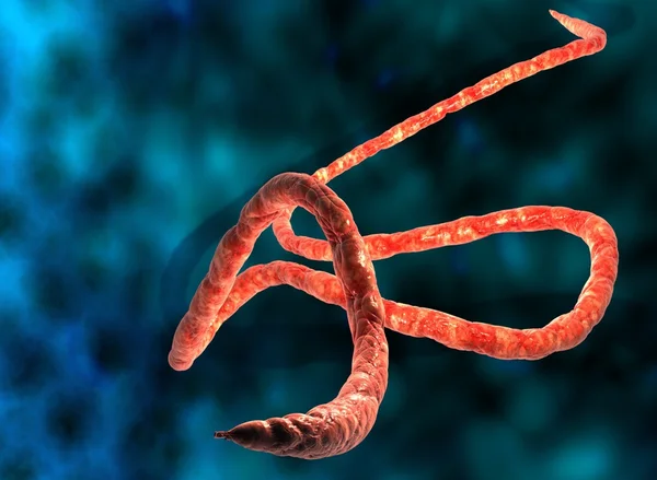 Ebola virüsü
