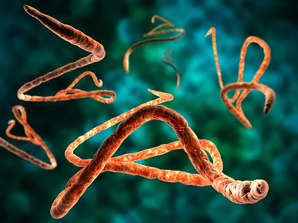 Ebola virus — Stock fotografie