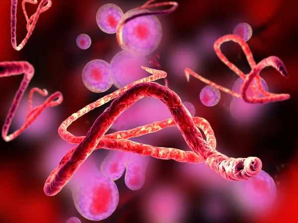 Ebola virus — Stock fotografie
