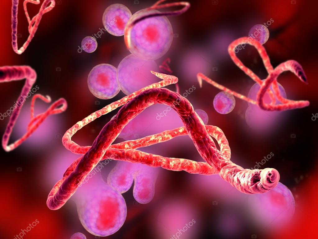 Ebola virus Stock Photo by ©ralwel 55058349