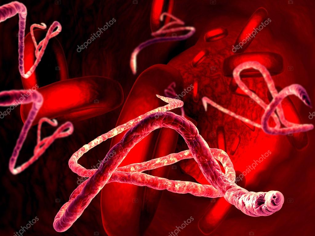 Ebola virus Stock Photo by ©ralwel 55058351 Ebola virus Stock Photo by ©ralwel 55058351