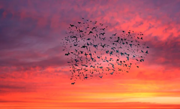 bir kalp oluşturan kuş sürüsü