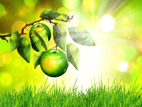 Manzana en rama de árbol, sobre fondo verde natural de primavera — Foto de Stock