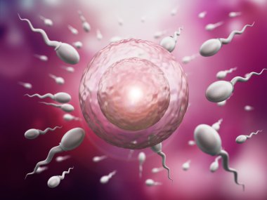 Resimde gösteren spermlerinin ve yumurta
