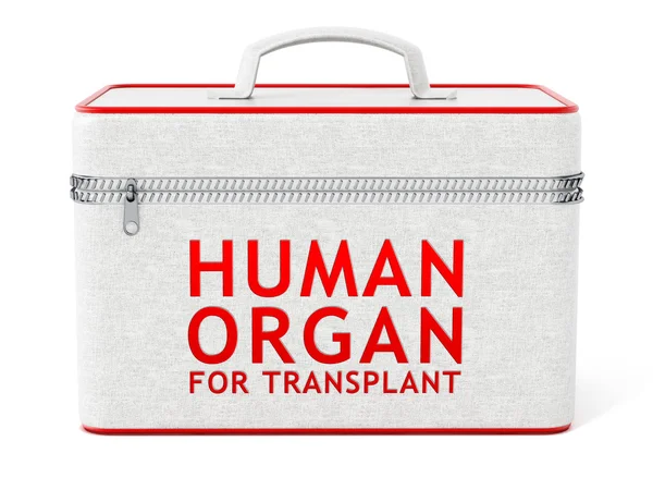 Órgano humano para caja de trasplante. Ilustración 3D — Foto de Stock