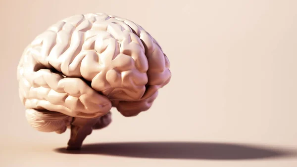 Cerebro Humano Pie Sobre Fondo Color Suave Copia Espacio Derecha — Foto de Stock