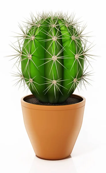 Dekoratív Kaktusz Virágcserépben Elszigetelt Fehér Alapon Illusztráció — Stock Fotó