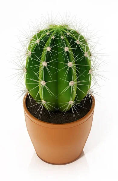 Çiçek saksısındaki dekoratif kaktüs beyaz arka planda izole edilmiş. 3B illüstrasyon.