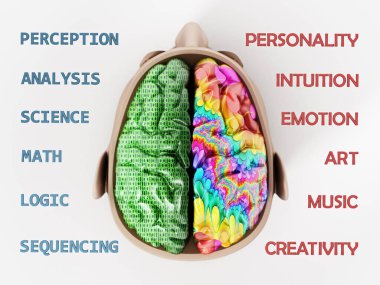 İnsan beyninin iki lobunu temsil eden 3 boyutlu çizim.