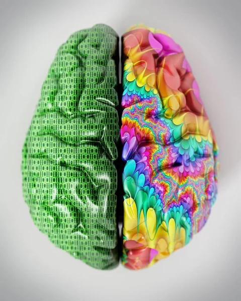 Illustrazione Che Rappresenta Due Lobi Del Cervello Umano — Foto Stock