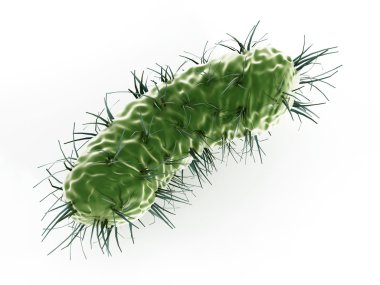 İzole yeşil bakteri