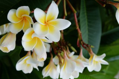 Frangipani tropikal çiçek, çiçek plumeria taze çiçek beyaz