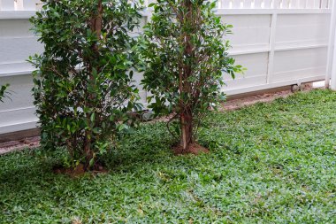 Arka Bahçe, Bahçe işleri ağaç ve otların dikimi