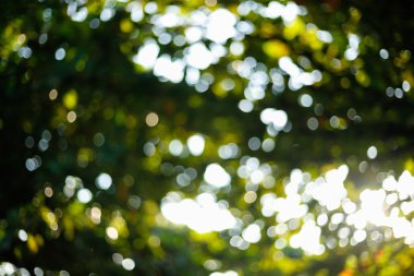 ağaç yaprakları ile güneş ışığı, görüntü bulanıklığı bokeh arka plan