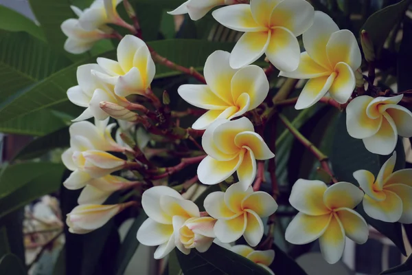 Vit frangipani tropisk blomma, plumeria blomma färska blommande — Stockfoto