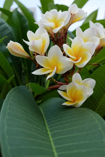 Fleur tropicale frangipani blanche, fleur plumeria floraison fraîche — Photo