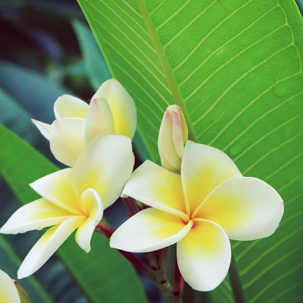 Flor tropical frangipani blanco, plumeria flor fresca floración — Foto de Stock