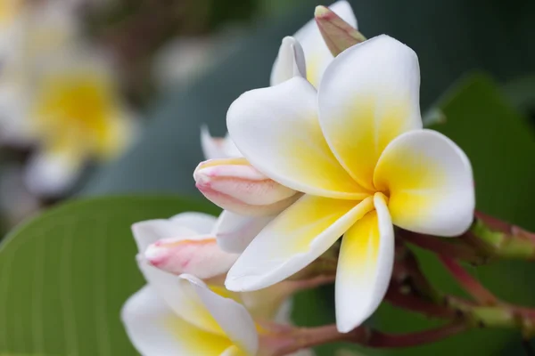 Flor tropical frangipani branca, flor de plumeria florescendo — Fotografia de Stock