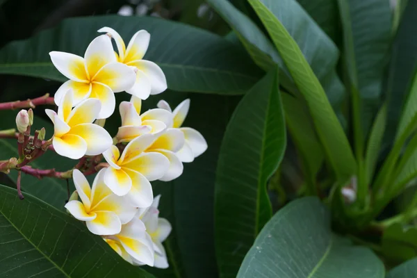 Witte frangipani tropische bloem, plumeria bloem bloeien — Stockfoto