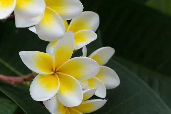 Fiore tropicale bianco frangipani plumeria con gocce d'acqua — Foto Stock
