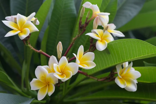 White frangipani tropical flower, plumeria flower blooming — Stock Photo, Image