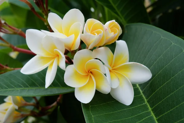 Fleur tropicale frangipani blanche, fleur plumeria floraison fraîche — Photo