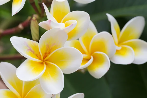 Beyaz frangipani tropikal çiçek, çiçek açan plumeria çiçek — Stok fotoğraf
