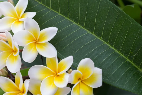 白色素馨花热带花卉，鸡蛋花盛开 — 图库照片