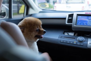 pomeranian köpek yavrusu köpek mutlu arabaya, sevimli hayvanlar oturan gülümseyen