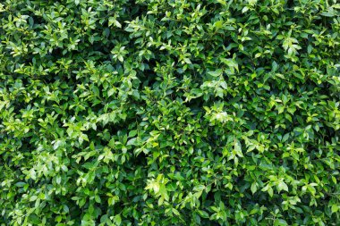 doğal arka plan, su çiy ile ağaç yaprak yeşil damla