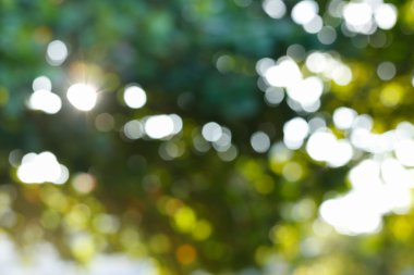 ağaç yaprakları ile güneş ışığı, görüntü bulanıklığı bokeh arka plan