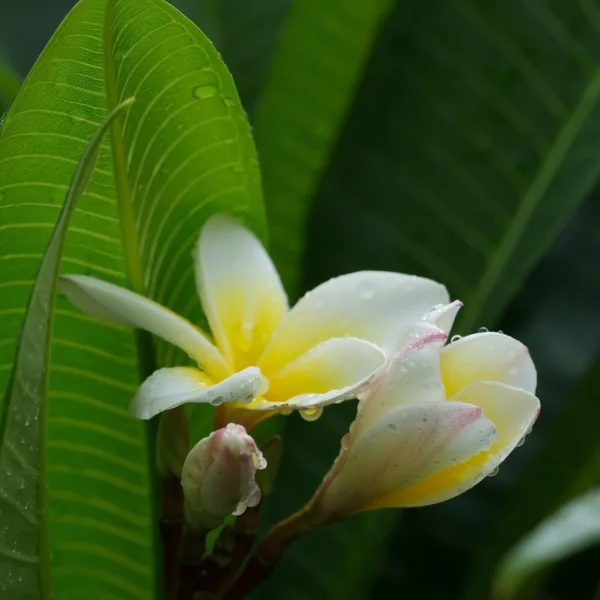White frangipani plumeria tropical flower with water drops — Stock Photo, Image